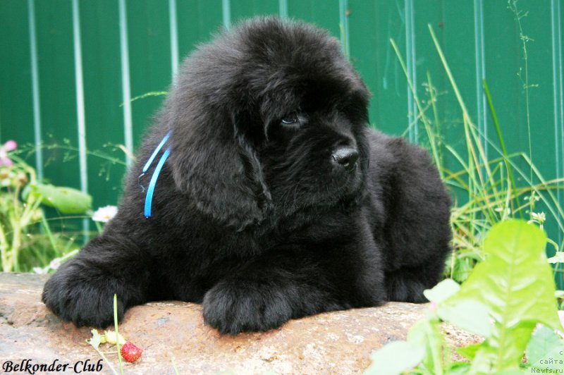 Фотография № 192767