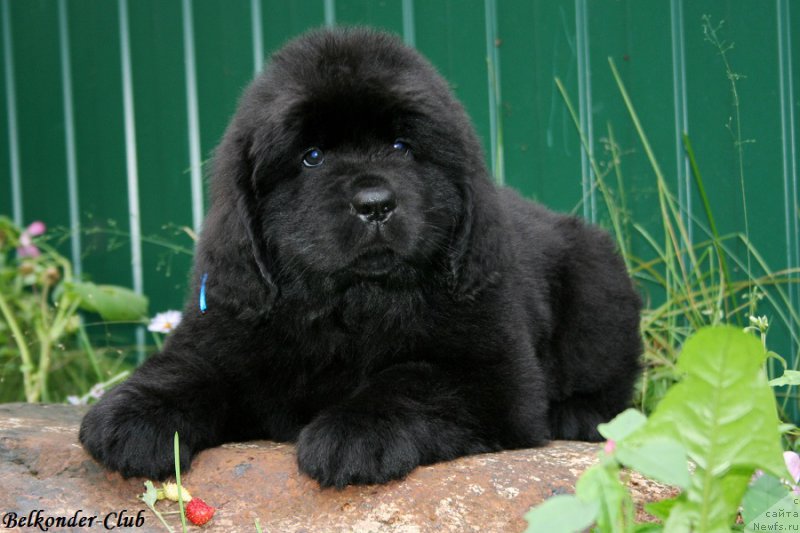 Фотография № 192768