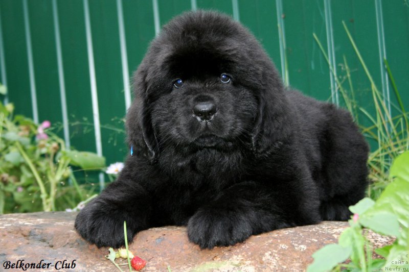 Фотография № 192769