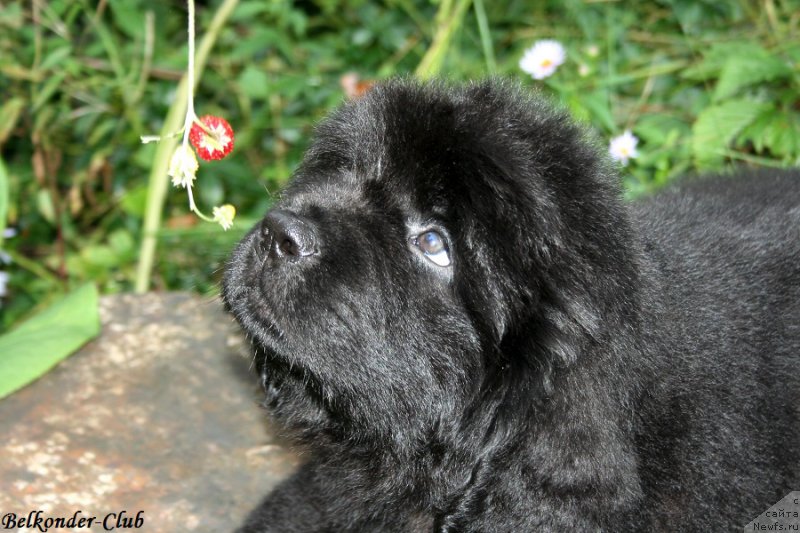 Фотография № 192770