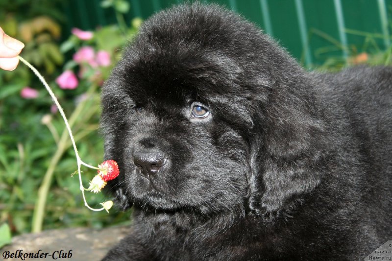 Фотография № 192771