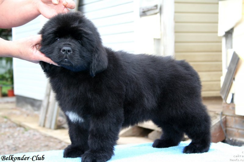 Фотография № 192775