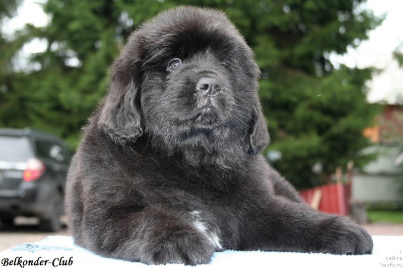 Фотография № 192778