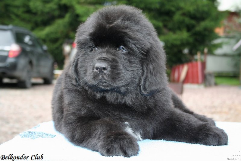 Фото: ньюфаундленд Belkonder-Club Big Purple (Белкондер-Клаб Биг Перпл)