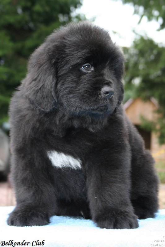 Фотография № 192782