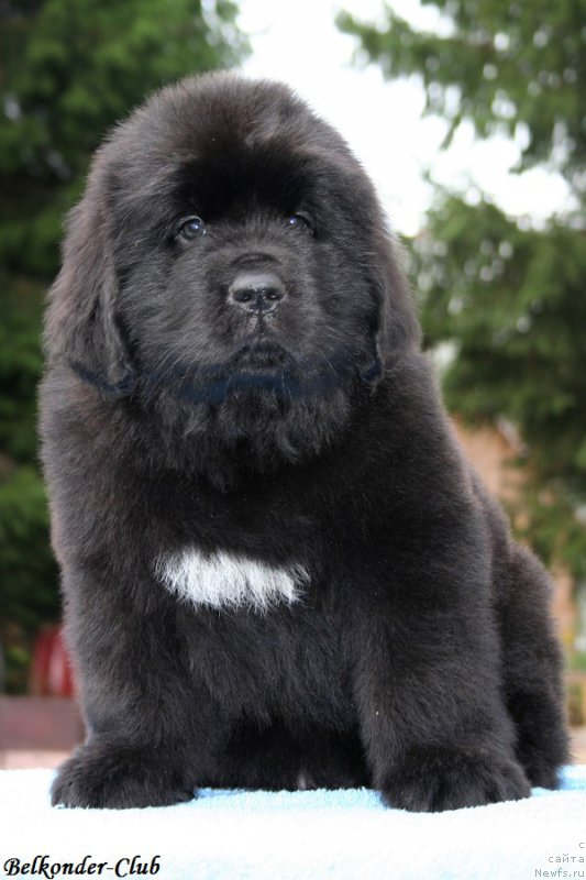 Фотография № 192783