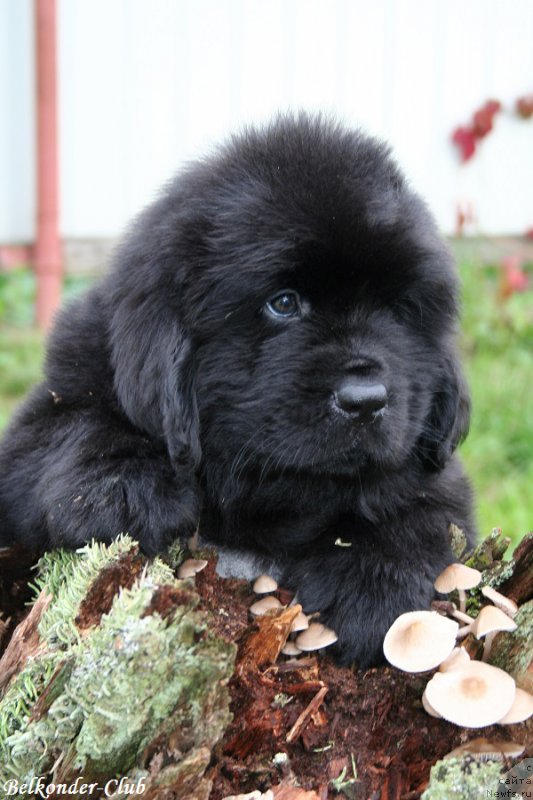 Фото: ньюфаундленд Belkonder-Club Big Purple (Белкондер-Клаб Биг Перпл)