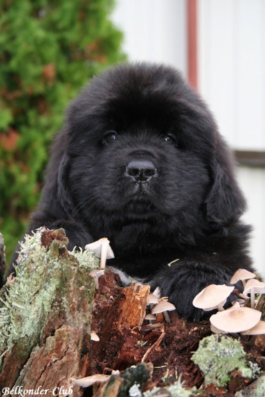 Фотография № 192786