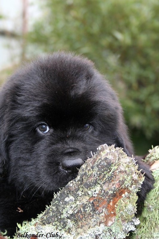 Фотография № 192787