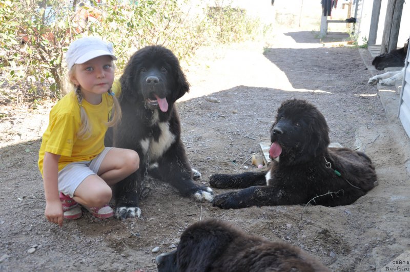 Фото: ньюфаундленд Kara Ayular Jorj Miloslavskiy (Кара Аюлар Жорж Милославский), ньюфаундленд Kara Ayular Jorj Simenon (Кара Аюлар Жорж Сименон), ньюфаундленд Kara Ayular Jorj Sand (Кара Аюлар Жорж Санд)