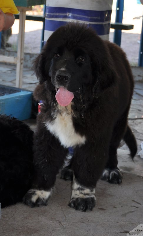 Фото: ньюфаундленд Kara Ayular Jorj Miloslavskiy (Кара Аюлар Жорж Милославский)
