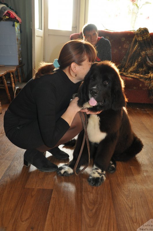 Фото: ньюфаундленд Kara Ayular Jorj Miloslavskiy (Кара Аюлар Жорж Милославский)