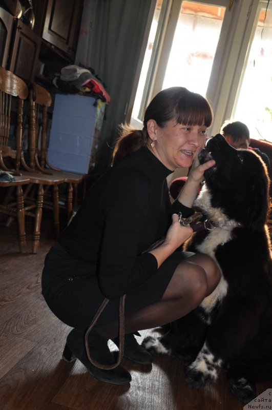 Фото: ньюфаундленд Kara Ayular Jorj Miloslavskiy (Кара Аюлар Жорж Милославский)