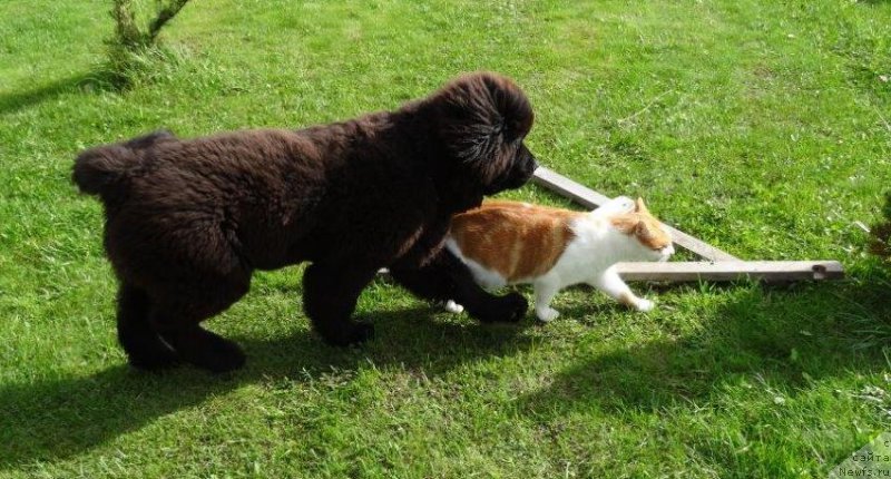 Фото: ньюфаундленд Brownblood MSK Zhansaya Shuli (Браунблад МСК Жансая Шули)