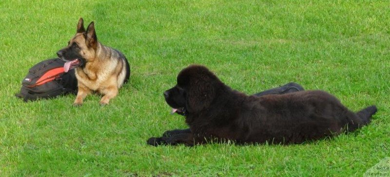 Фото: ньюфаундленд Brownblood MSK Zhansaya Shuli (Браунблад МСК Жансая Шули)