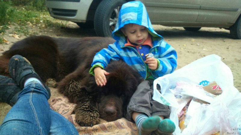 Фото: ньюфаундленд CHernyiy SHarm Denzel Vashington (Черный Шарм Дензел Вашингтон)