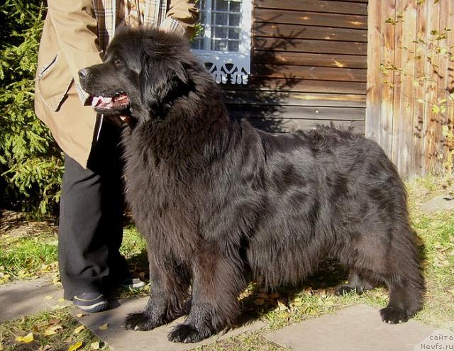 Фото: ньюфаундленд Blek Dolli Peyv Black (Блэк Долли Пейв Блэк)