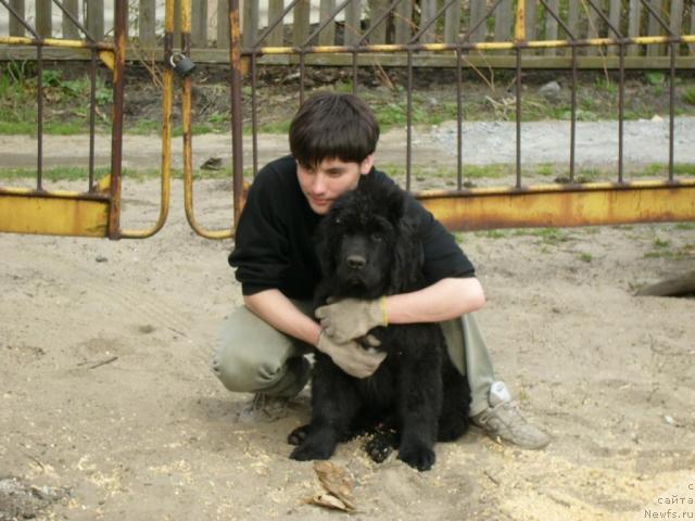 Фото: ньюфаундленд Moroz-Voevoda ot Sibirskogo Medvedya (Мороз-Воевода от Сибирского Медведя)