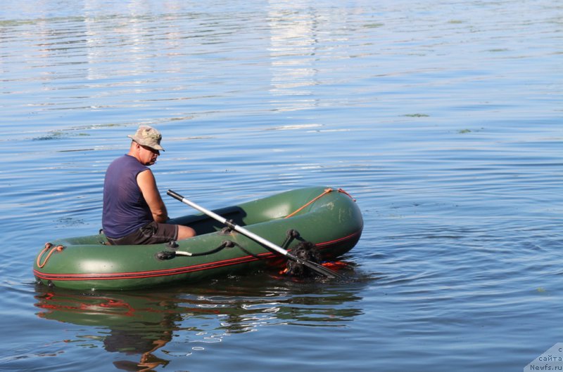 Фото: Aleksandr Burmistrov (Александр Бурмистров), ньюфаундленд Beguschaya po Volnam Foget Mi Not (Бегущая по Волнам Фогет Ми Нот)