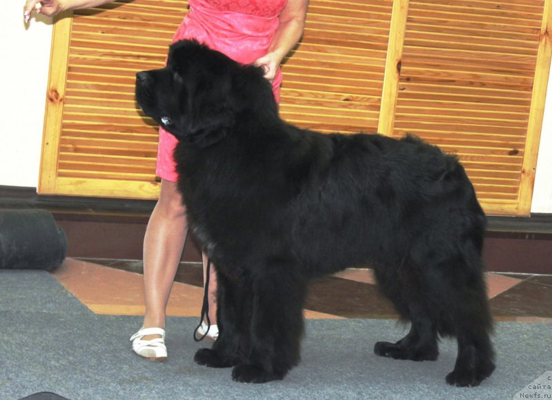 Фото: ньюфаундленд N'yufort Aston Martin dlya S'Nejnoy V'yugi (Ньюфорт Астон Мартин для С'Нежной Вьюги)