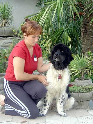Фото: ньюфаундленд Don't Worry Be Happy de L'Etoile de Cyrice, Ekaterina Kormakova (Екатерина Кормакова)