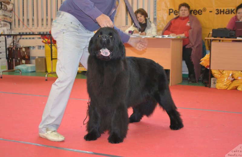 Фото: ньюфаундленд Mnogolikaya Boginya Manifik (Многоликая Богиня Манифик)