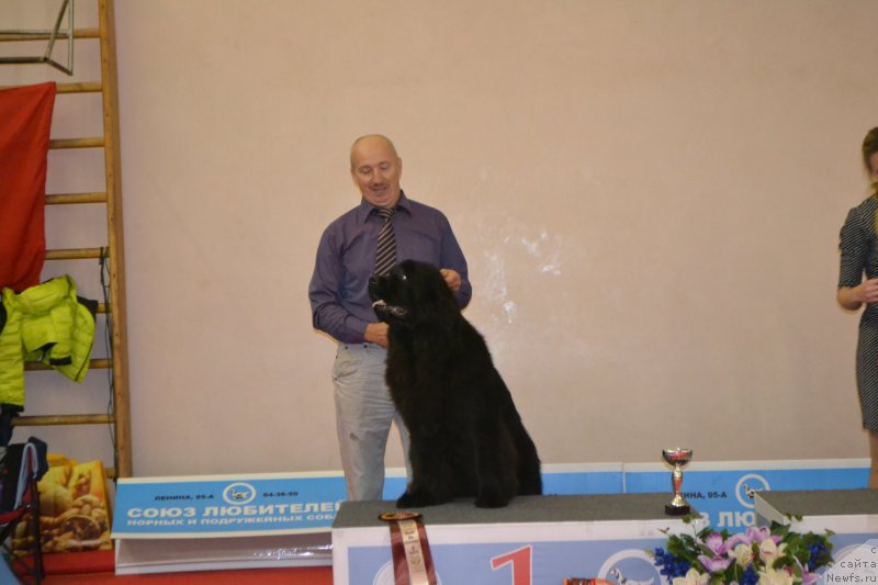 Фото: ньюфаундленд Mnogolikaya Boginya Manifik (Многоликая Богиня Манифик)