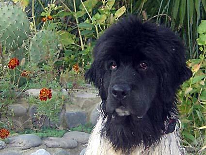 Фото: ньюфаундленд Don't Worry Be Happy de L'Etoile de Cyrice