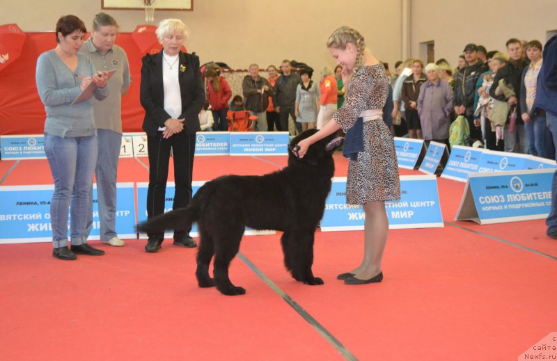 Фото: ньюфаундленд Naslednik Imperii (Наследник Империи)