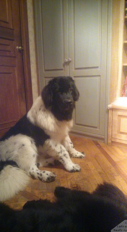 Фото: ньюфаундленд Sent Djons Prima de Ferolli (Сент Джонс Прима де Феролли)