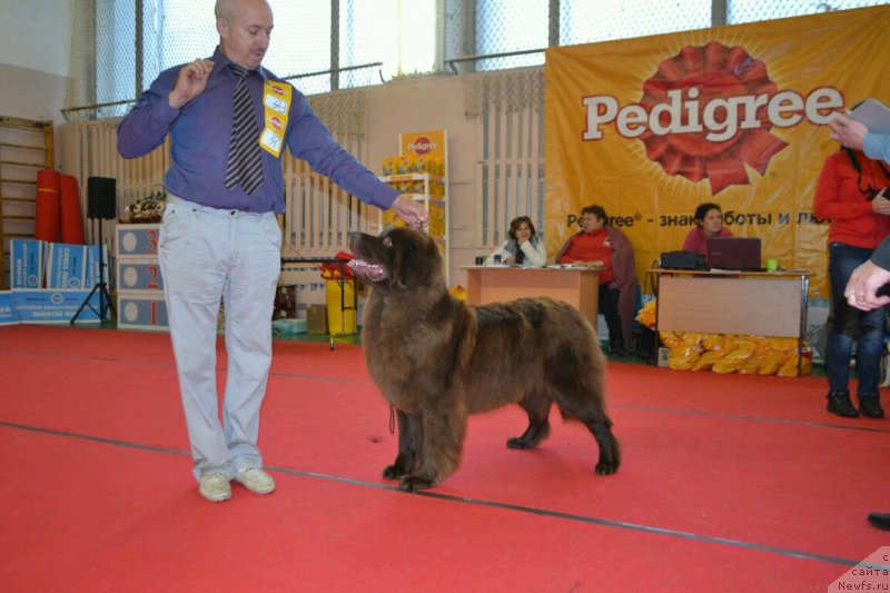 Фото: Aleksey Votchal (Алексей Вотчал), ньюфаундленд Sverkayuzhaya Gora Mashame (Сверкающая Гора Машаме)