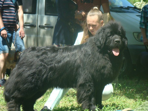 Фото: ньюфаундленд Baffi (Баффи)