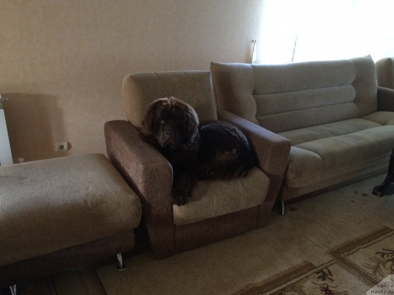 Фото: ньюфаундленд N'yufort Vasabi (Ньюфорт Васаби)