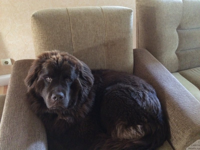 Фото: ньюфаундленд N'yufort Vasabi (Ньюфорт Васаби)