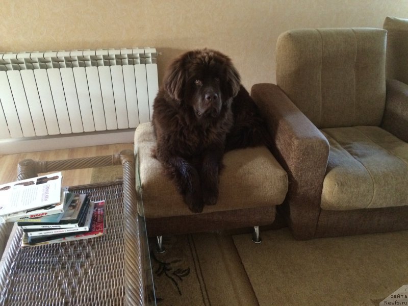 Фото: ньюфаундленд N'yufort Vasabi (Ньюфорт Васаби)