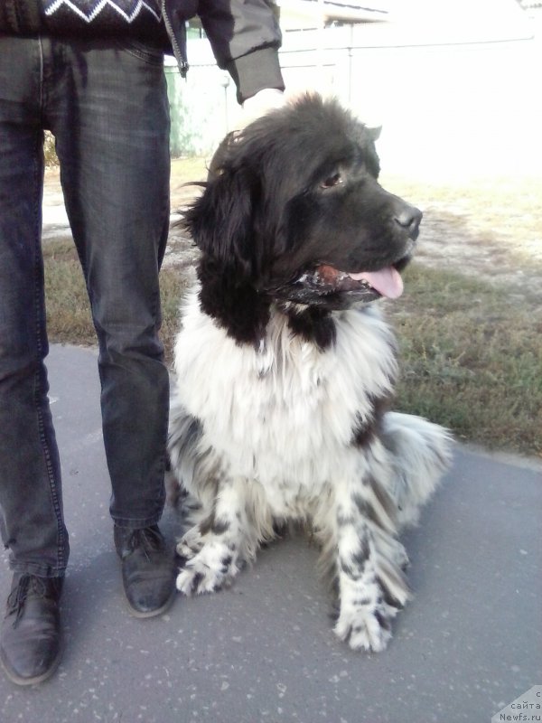 Фото: ньюфаундленд Piternyuf I'll Stand By You (Питерньюф И'лл Станд Бу Уоу)