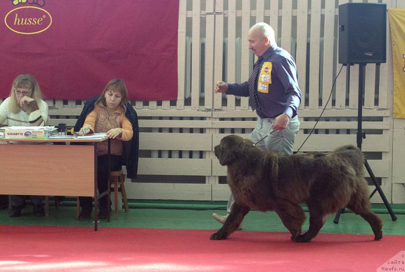 Фото: Aleksey Votchal (Алексей Вотчал), ньюфаундленд Sverkayuzhaya Gora Mashame (Сверкающая Гора Машаме)