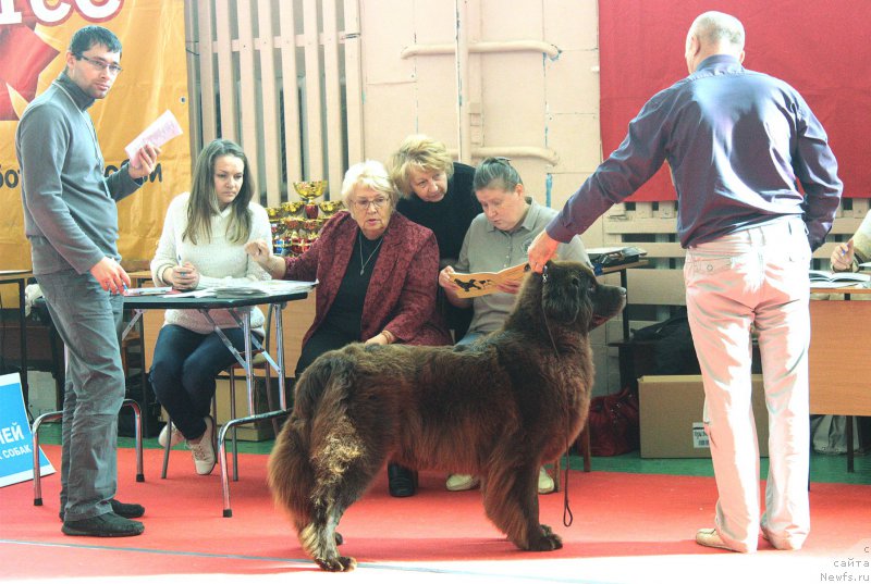 Фото: Aleksey Votchal (Алексей Вотчал), ньюфаундленд Sverkayuzhaya Gora Mashame (Сверкающая Гора Машаме)