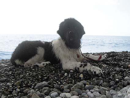 Фото: ньюфаундленд Don't Worry Be Happy de L'Etoile de Cyrice