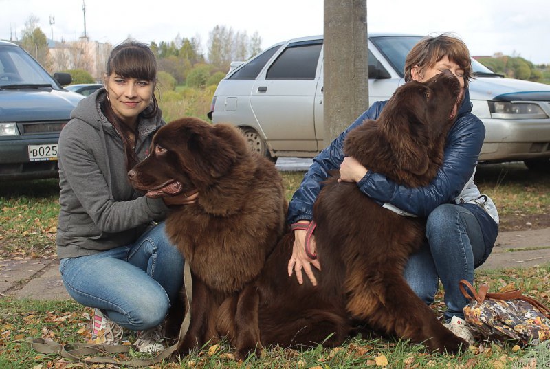 Фото: ньюфаундленд Sverkayuzhaya Gora Mashame (Сверкающая Гора Машаме), Zarina Lubkova (Зарина Лубкова), ньюфаундленд Naomi Tagoliri for Brouwnblood (Наоми Таголири фор Браунблад)
