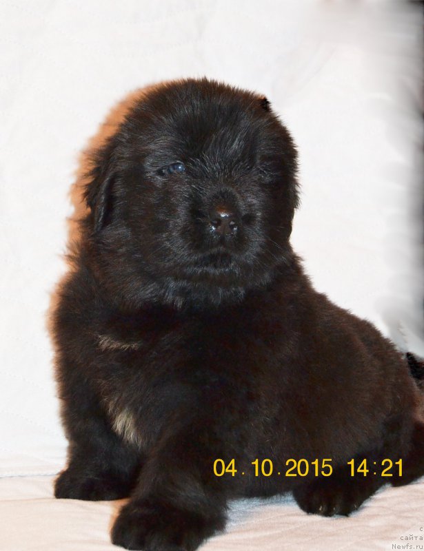 Фото: ньюфаундленд Damskiy Kapriz Zabavnyiy Mishka (Дамский Каприз Забавный Мишка)