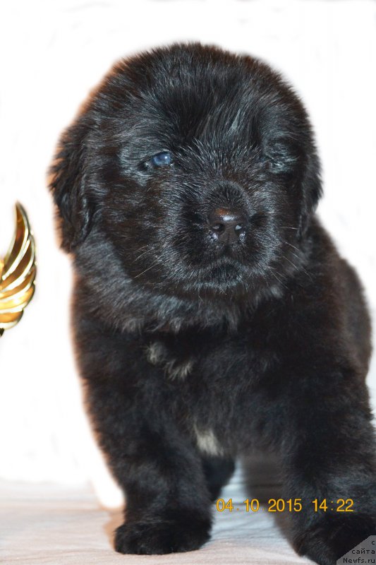 Фото: ньюфаундленд Damskiy Kapriz Zabavnyiy Mishka (Дамский Каприз Забавный Мишка)