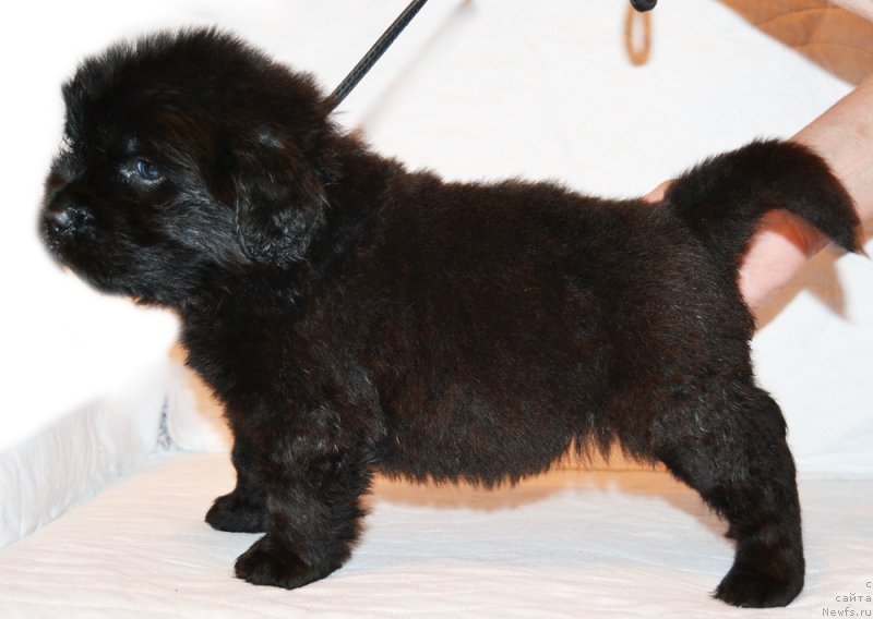 Фото: ньюфаундленд Damskiy Kapriz Znoynaya Myeri (Дамский Каприз Знойная Мэри)