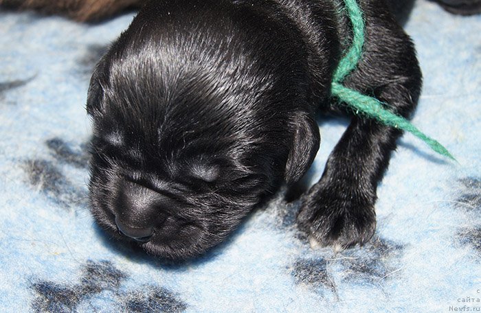 Фотография № 192903