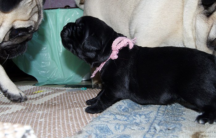 Фотография № 192910