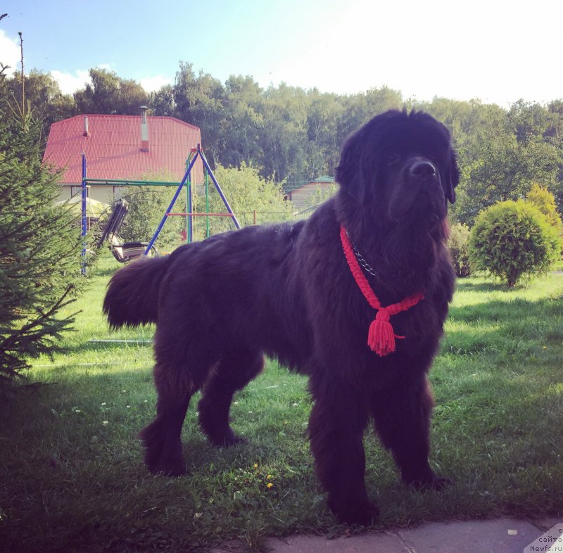 Фото: ньюфаундленд Ih Visochestvo Bishop Karl (Их Высочество Бишоп Карл)