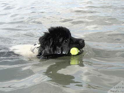 Фото: ньюфаундленд Don't Worry Be Happy de L'Etoile de Cyrice