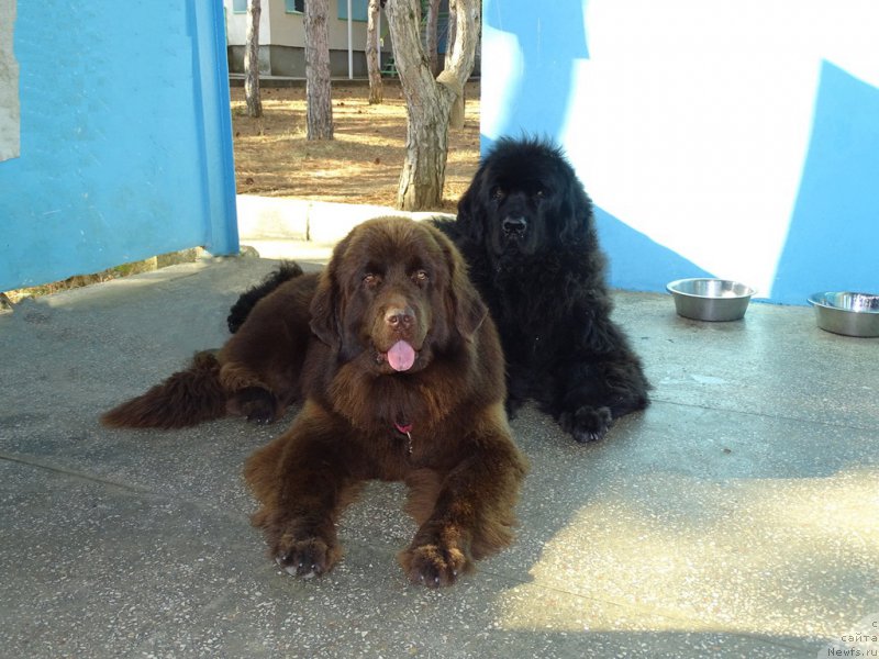 Фото: ньюфаундленд N'yufort Vivian (Ньюфорт Вивиан), ньюфаундленд Baryishnya (Барышня)