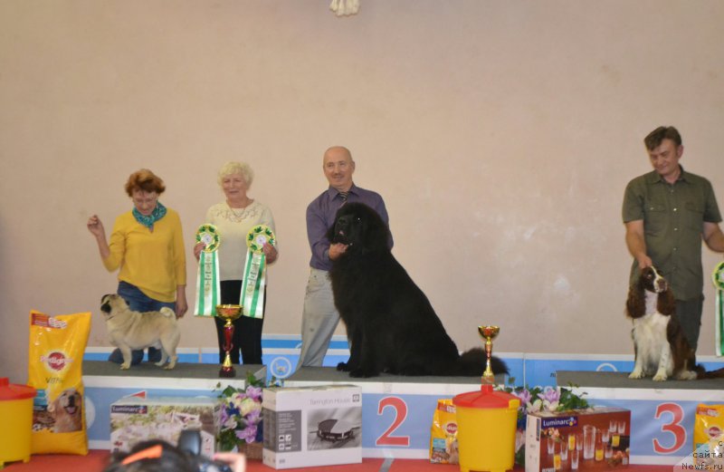 Фото: ньюфаундленд Nazar Vyatskiy Medved (Назар Вятский Медведь)