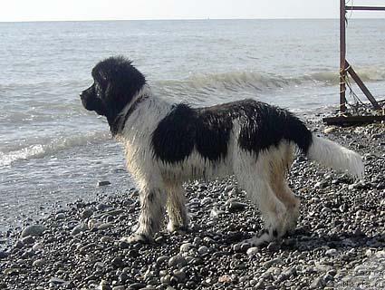 Фото: ньюфаундленд Don't Worry Be Happy de L'Etoile de Cyrice